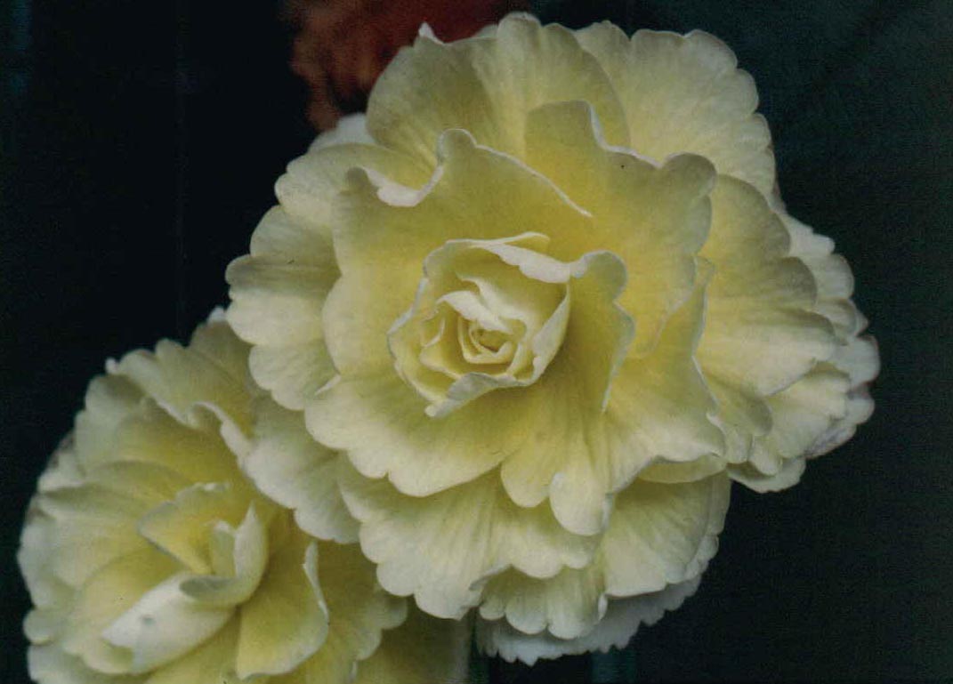 B. ‘Moonlight’